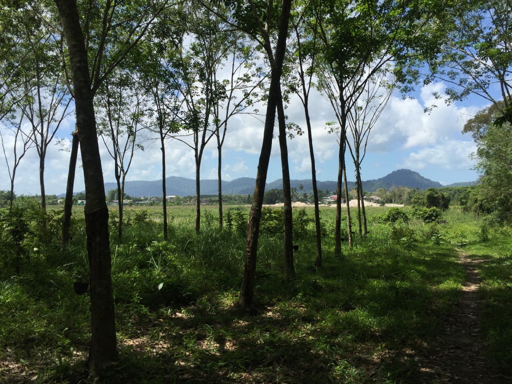 Land for Sale - Laguna